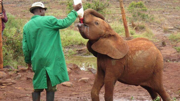 Young elephant being fed at the David Sheldrick Wildlife Trust, Nairobi.
 Photo: Louise Southerden