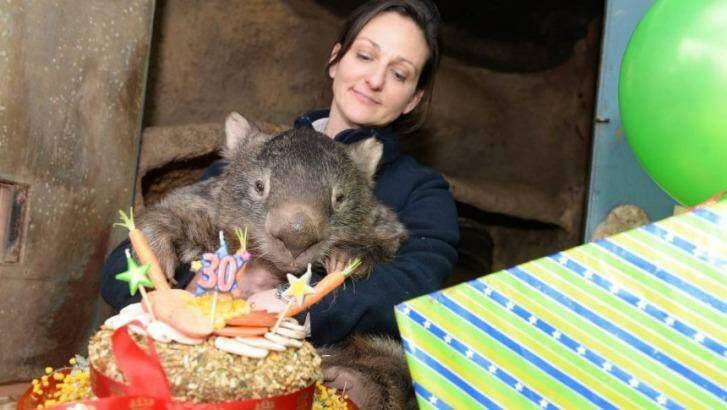 Ballarat Wildlife Park'??s Julia Leonard helps Patrick the wombat blow out his candles. 