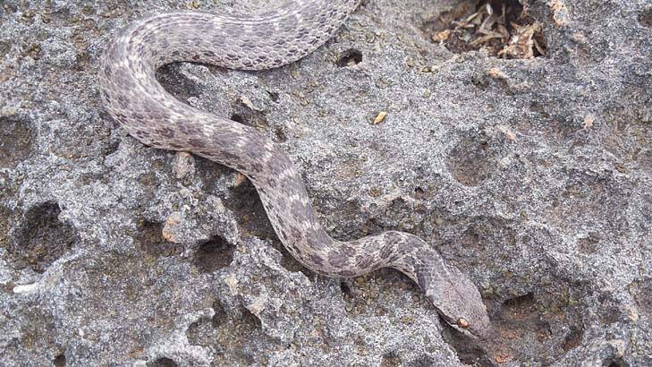 The Clarion nightsnake, which was initially discovered in 1936 and then struck from the scientific record, has been rediscovered. Photo: AFP//Smithsonian Institution National Museum of Natural History/Daniel Mulcahy 
