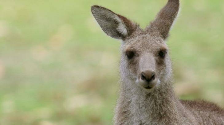A kangaroo was allegedly dragged through the streets of Goulburn.