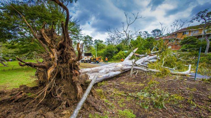 This  tree was uprooted during the storm in Toowong.
