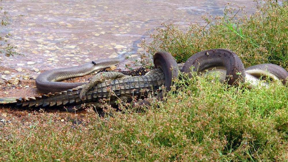 A python eats a crocodile on the banks of Queensland's Lake Moondarra. Photo: MARVIN MULLER