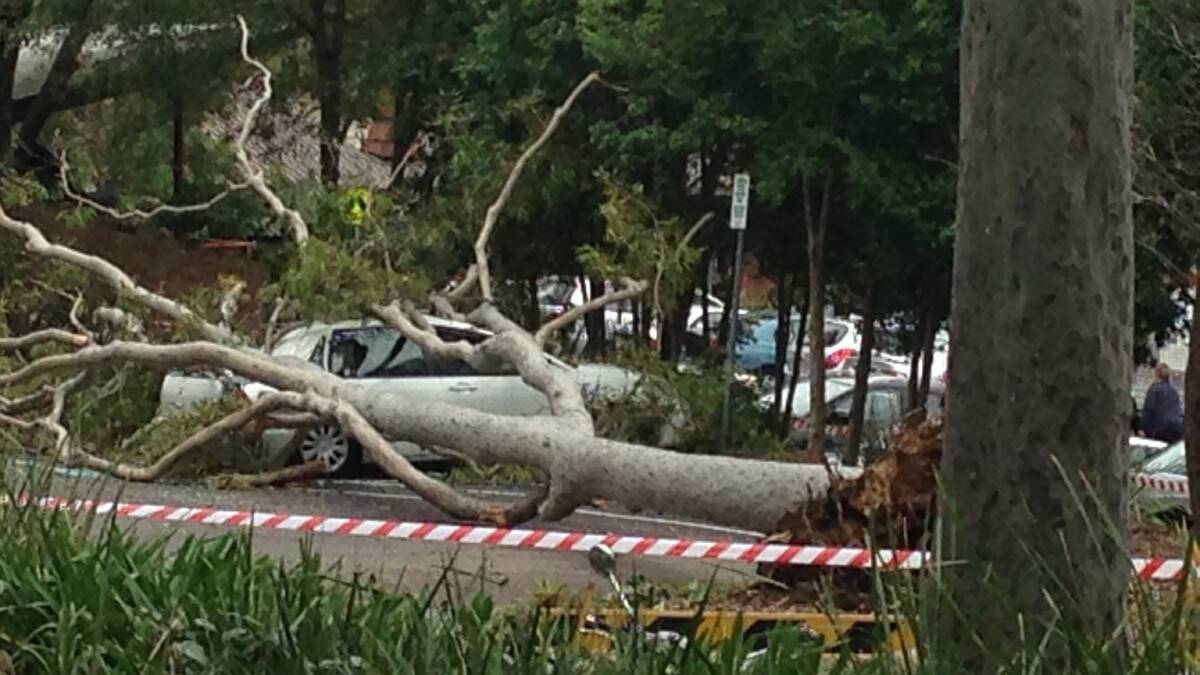 Tree has come down at the University of Newcastle on Tuesday afternoon. Picture: Supplied