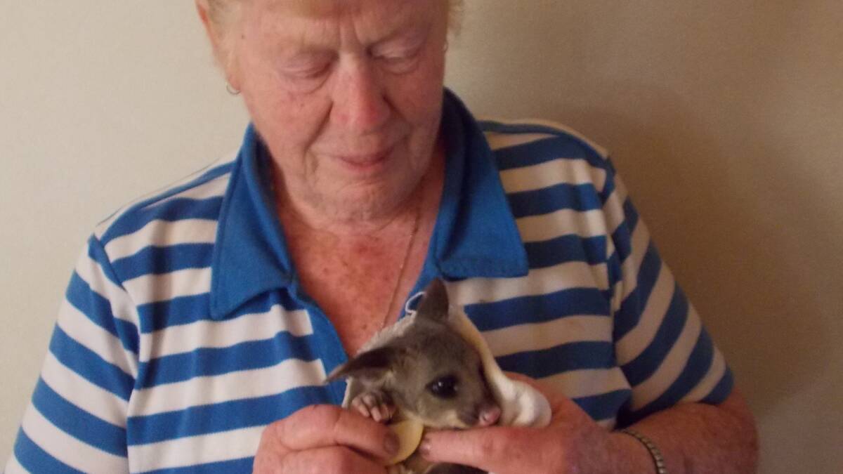 Long serving Wildlife Rescue South Coast 
volunteer for the Bombala region Chris Haley
with Tiny Tim.