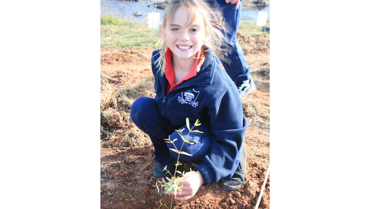 Delegate Public School student Brigid Dunn plants a Eucalyptus viminalis (ribbon gum) along the Delegate River.