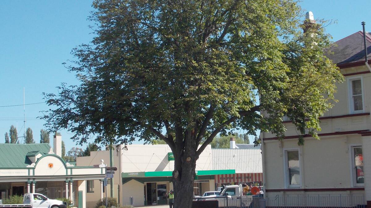 One of the trees at risk on Maybe Street.