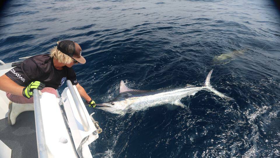 Photos of the 60-70kg black marlin being caught on the paternoster rig