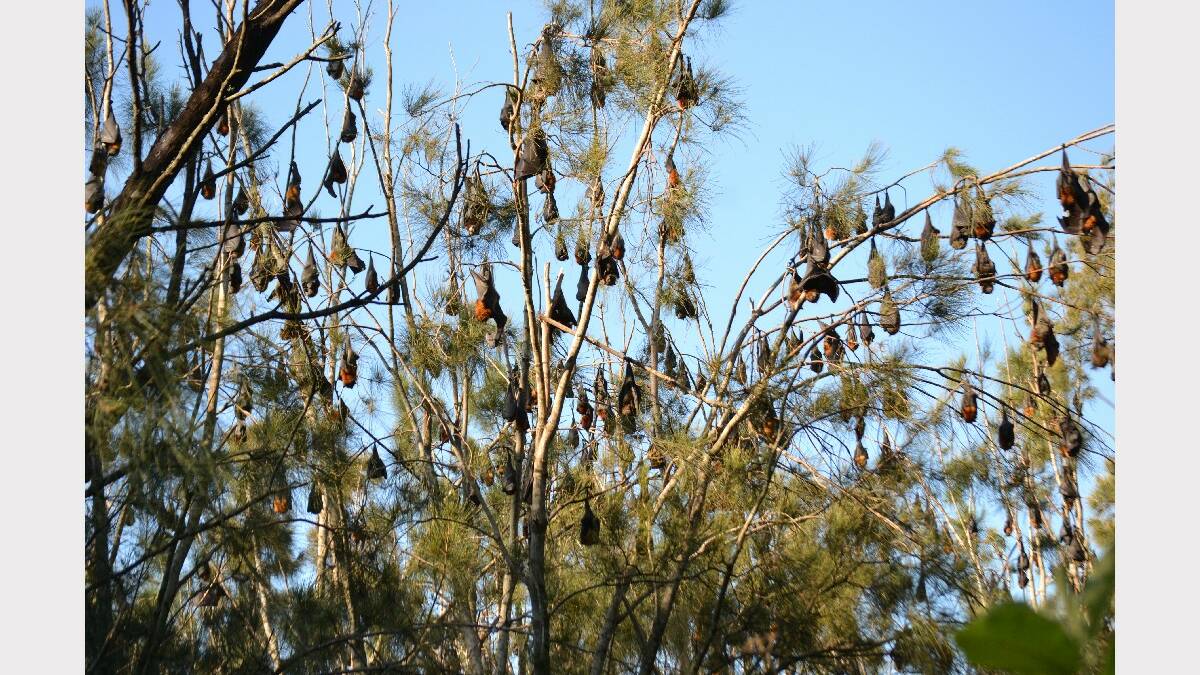 BATEMANS BAY: The increasing flying fox population at the Batemans Bay Water Garden is driving nearby residents batty, but council has no plans to relocate them from the area.
