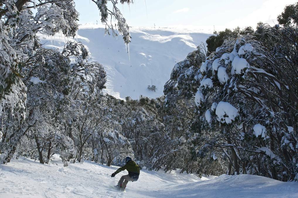 Mint conditions in the alps yesterday. At Falls Creek (above) the snow base reached 165 centimetres, breaking a 25-year record. Clear skies are forecast for the weekend.