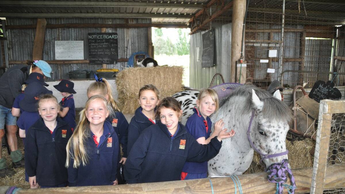 PAMBULA: Lumen Christi Catholic College students enjoyed an excursion to Pambula’s Oaklands Keira Thane, left, Paige Poso, Emily Walker, Bianca Boag, Tamara Goff and Charlotte Fraser all loved the pony. 
 