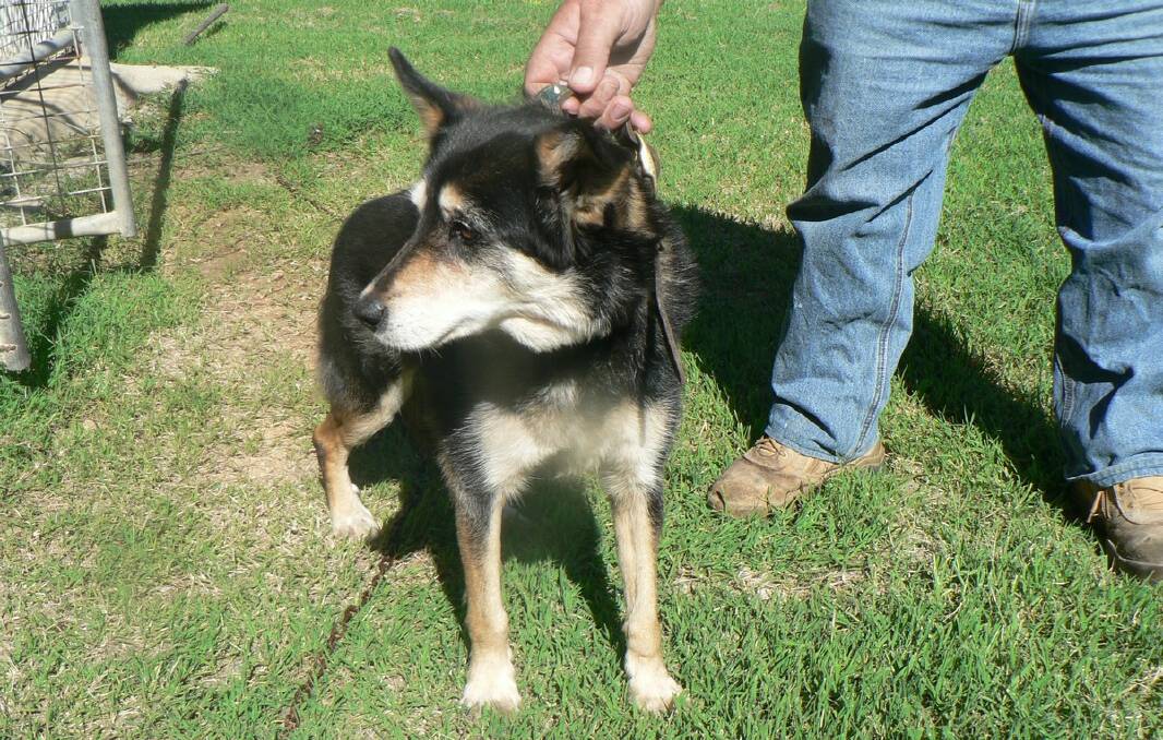 This lovely old girl was found between Nimmitabel and Bombala on Saturday, January 17.