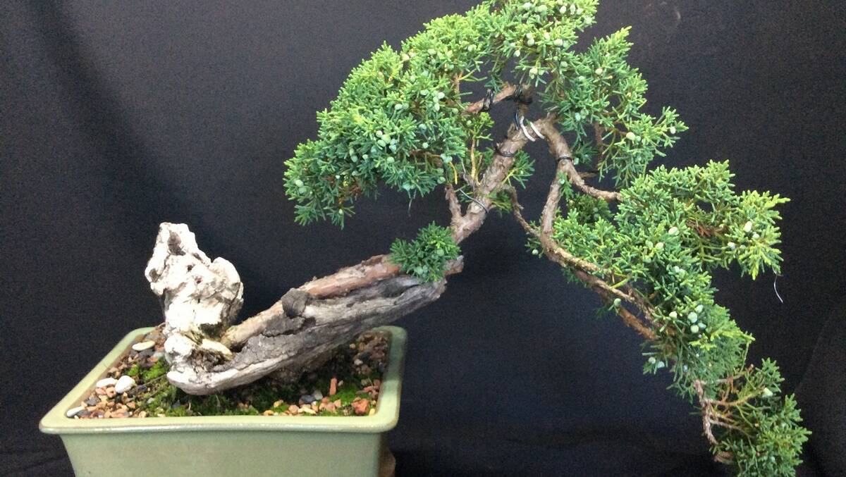 Lovers of Bonsai are hoping to establish a club in the area.