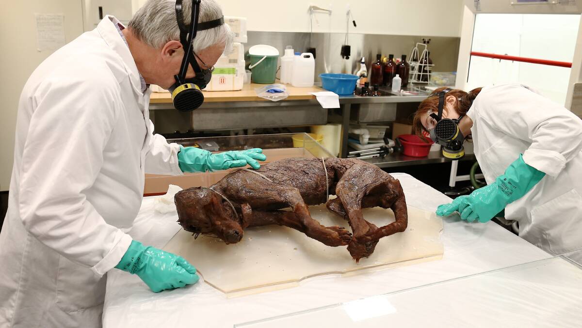 


L-R: Natural Sciences Conservator Simon Moore and Objects Conservator Natalie Ison during an inspection of a Thylacine wet specimen at the National Museum of Australia in Canberra. Photo: Alex Ellinghausen
