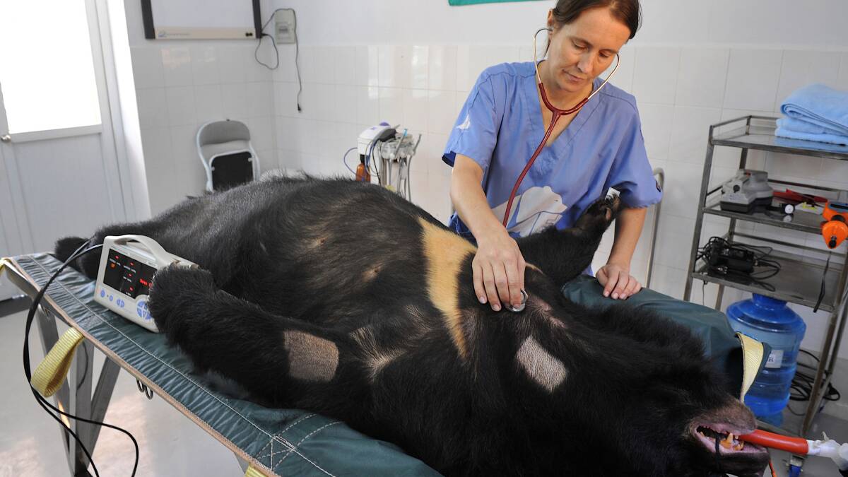 Dr Kirsty Officer, the vet at Tam Dao Rescue Centre, conducts a routine health check on one of the bears. Photo: BRENDAN McCARTHY/BENDIGO ADVERTISER