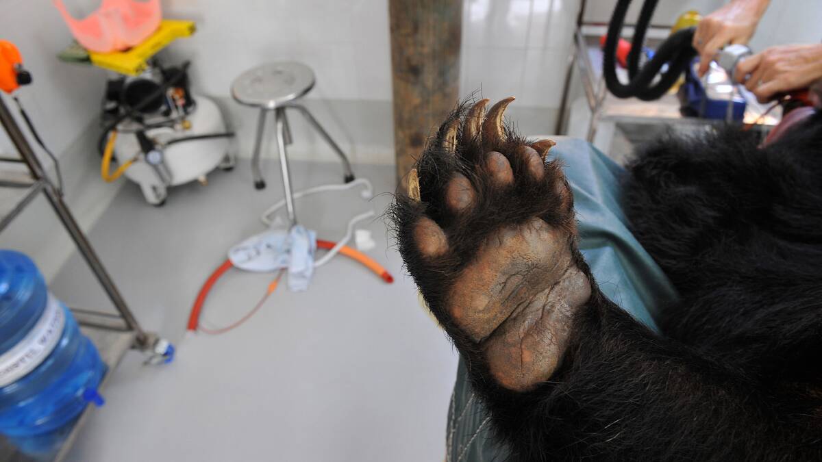 A routine health check in the vet clinic at Tam Dao Rescue Centre. Photo: BRENDAN McCARTHY/BENDIGO ADVERTISER