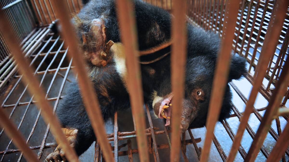 A badly injured Asiatic Black Bear, or Moon Bear, being held on an illegal bile harvesting centre near Hanoi, Vietnam. Photo: BRENDAN McCARTHY/BENDIGO ADVERTISER