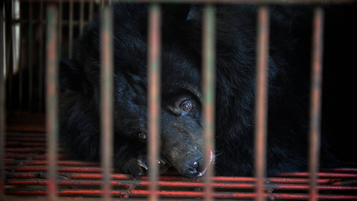 An Asiatic Black Bear, or Moon Bear, being held on an illegal bile harvesting centre near Hanoi, Vietnam. Photo: BRENDAN McCARTHY/BENDIGO ADVERTISER