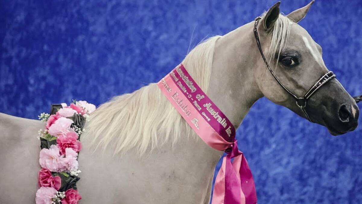 Photos supplied by South Australia Police as they hunt for the person responsible for brutally killing six friendly miniature horses.