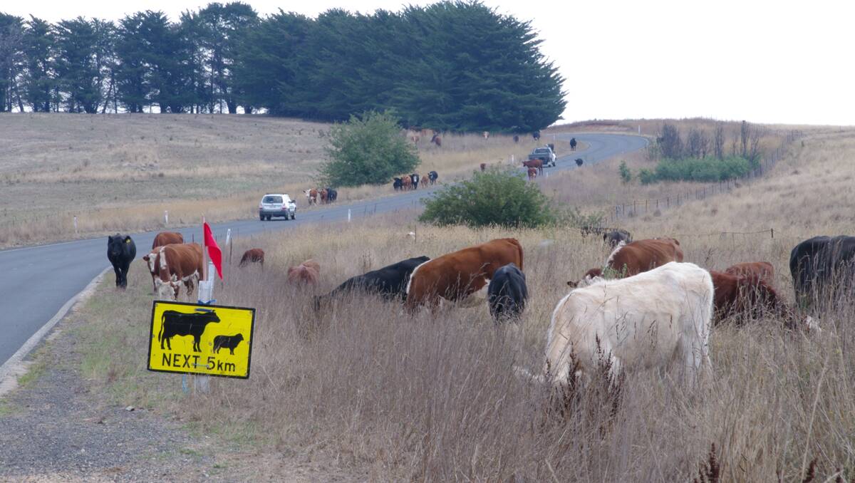 Drought affected stock will be grazing roadsides in coming months, creating a potential road hazard.