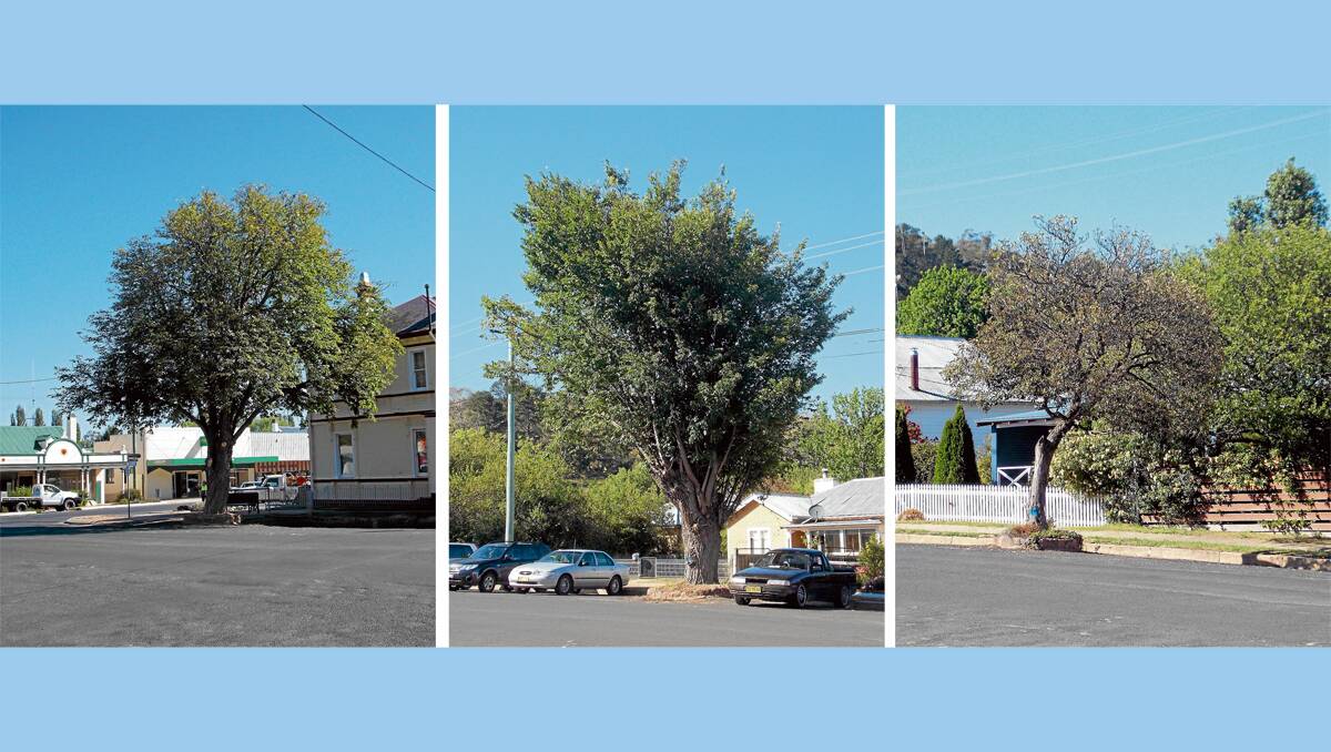 BOMBALA Council will consider a recommendation tonight to cut down streets trees in Caveat Street which are reaching the end of their lives.