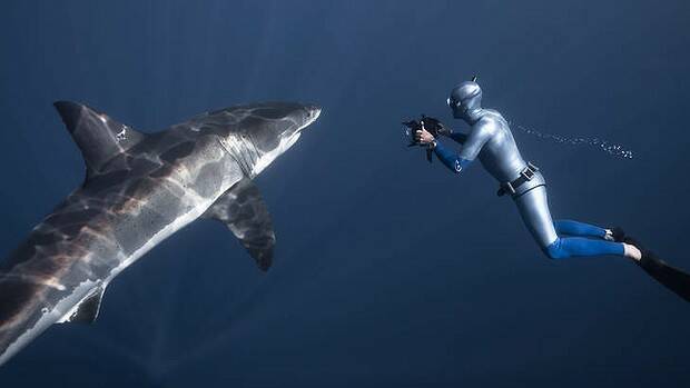 Say cheese: World record-holding free diver and shark researcher William Winram films a shark at close quarters. Photo: Fred Buyle 