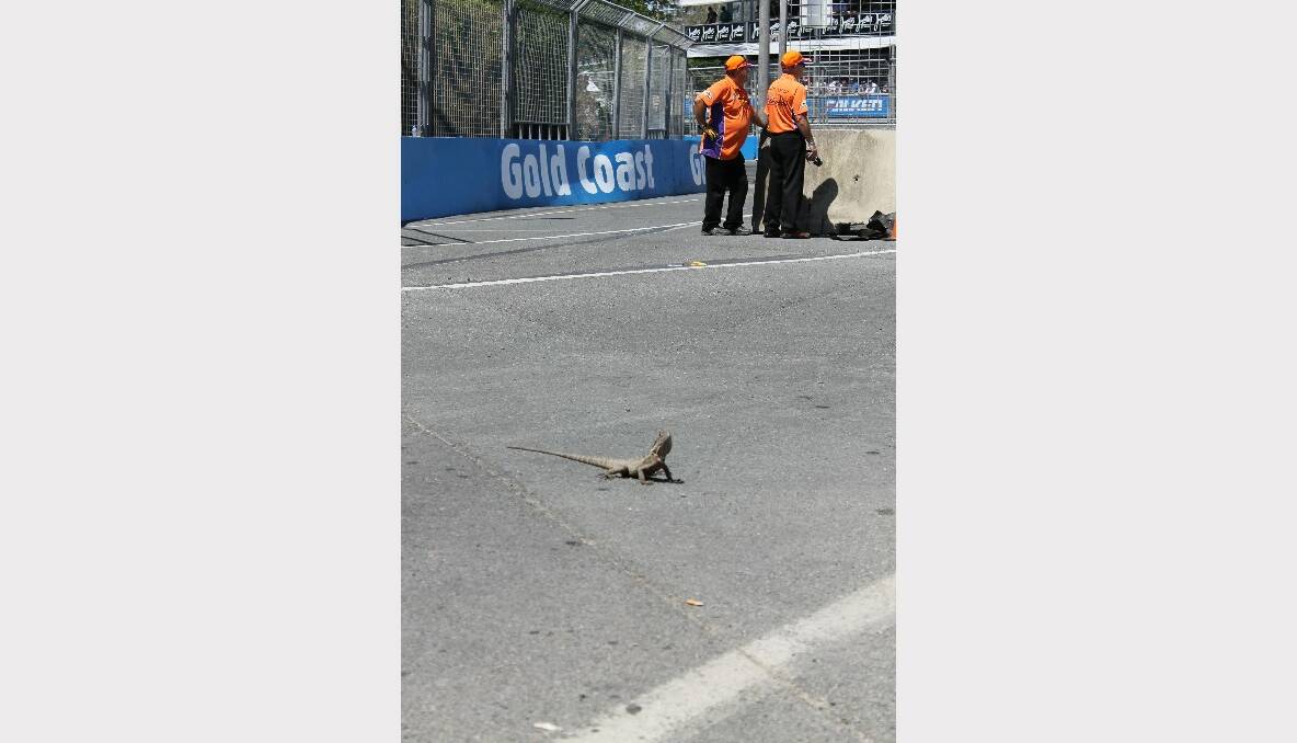The question is.. why did the lizard cross the race track? 