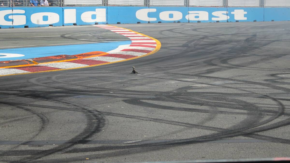 The first corner on the Surfers Paradise track is not the place to be for a lizard. Photos Brian Hurst