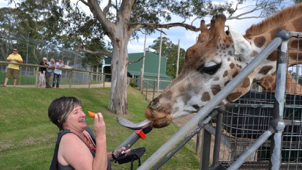 MOGO: Jen Hunt from the ABC SouthEast gets close and personal to one of the giraffes at the mayor’s Christmas party at Mogo Zoo.