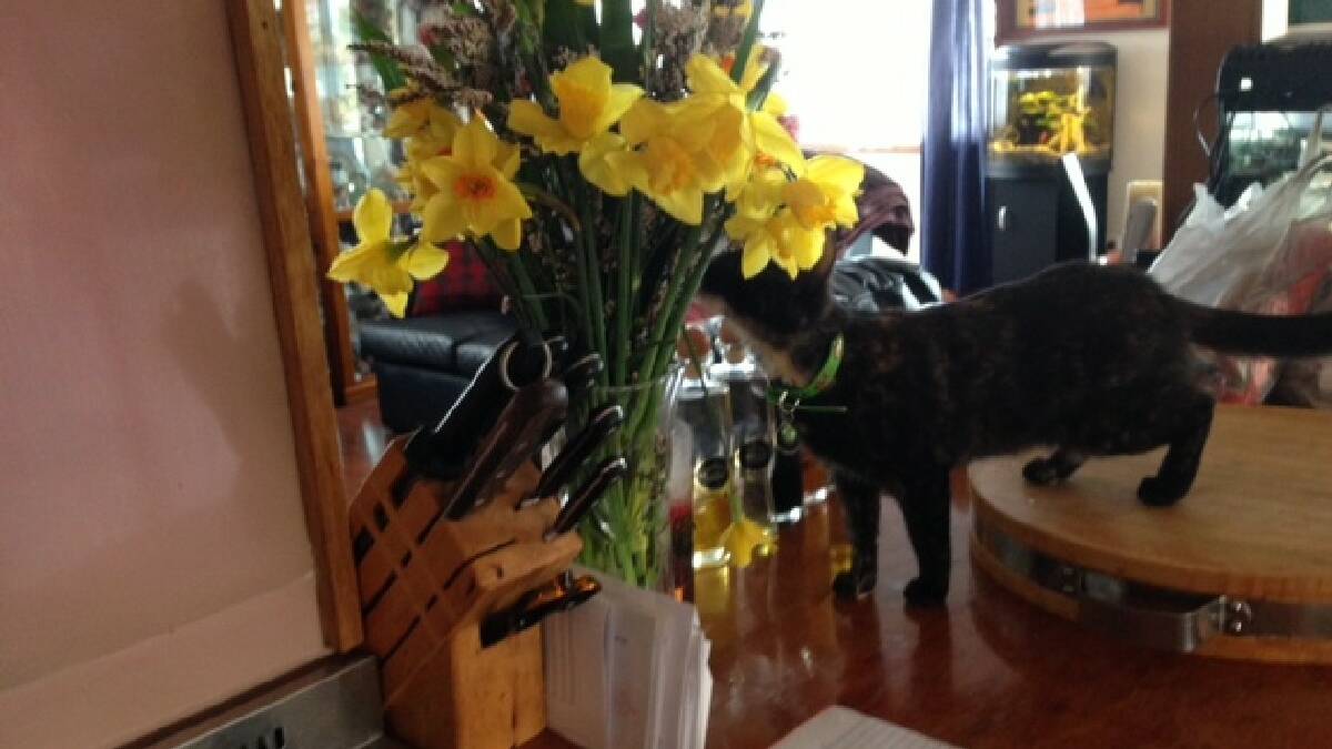 Rebecca Cavanagh's Miss Kitty loved the flowers.