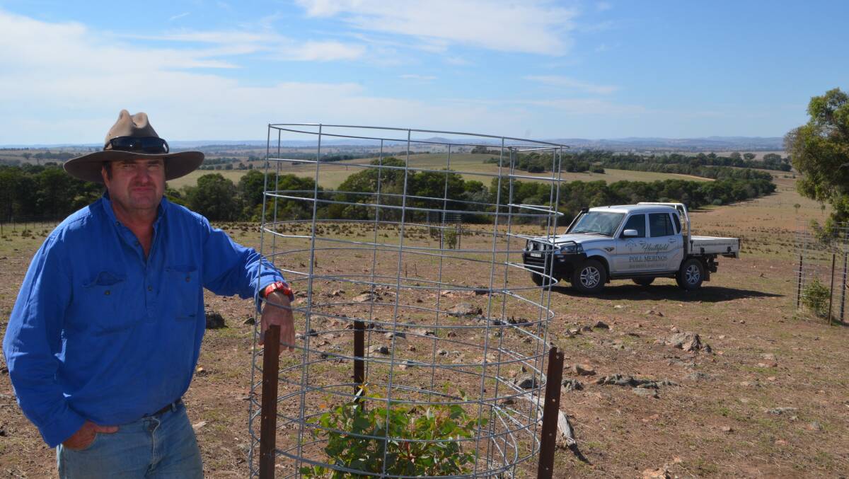 Steve Jarvis with a very healthy young eucalyptus tree showing green shoots during a drought. He wonders if the new growth might be a sign.
