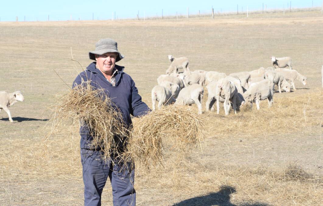 Peter Moore, checking on the quality of the round bale silage, made from a mix of cocksfoot and lucerne which was put into the silage pit in 2015.