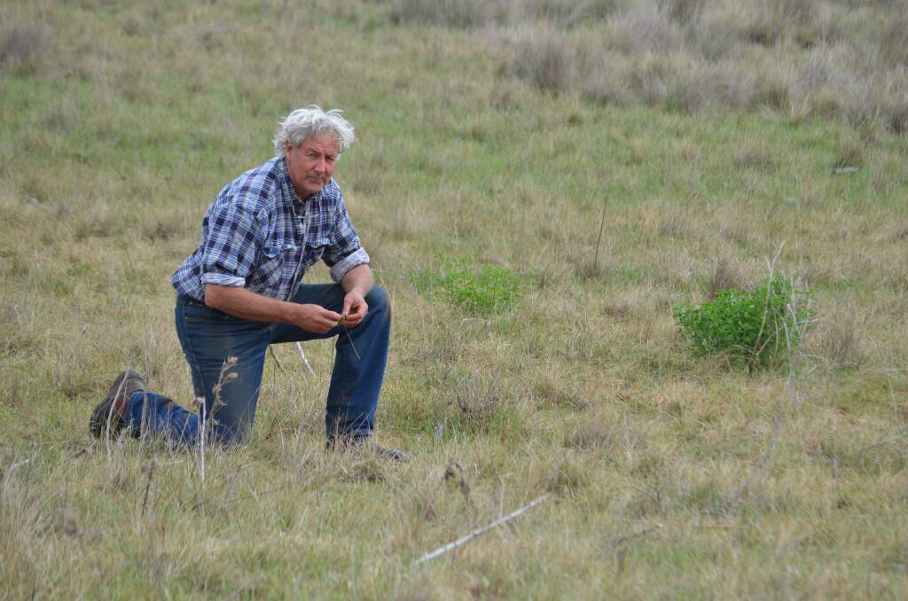 Charlie Massy in a paddock three weeks after it was grazed and showing tremendous regrowth of native species among remnant improved pasture species.