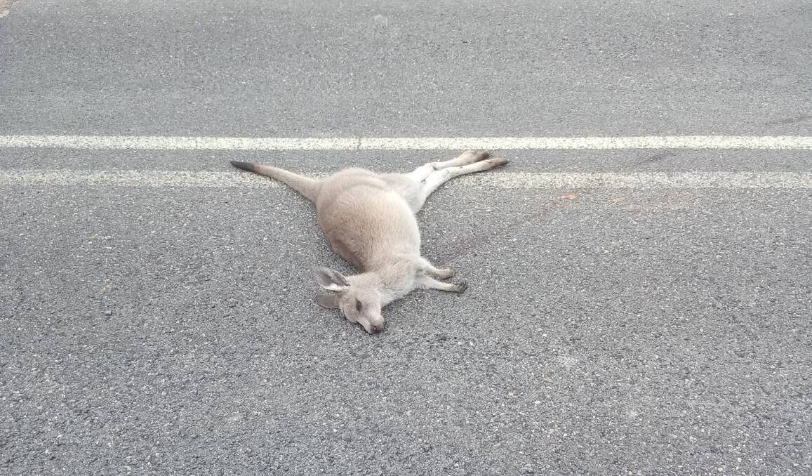 One of three dead kangaroos believed to have been deliberately killed by a driver in the Thompson River Estate at Tathra. Picture supplied