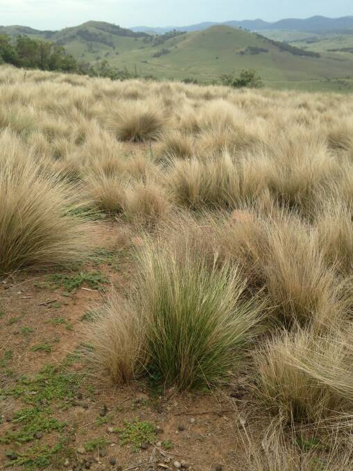 Serrated tussock. Picture: Jo Powells, South East LLS