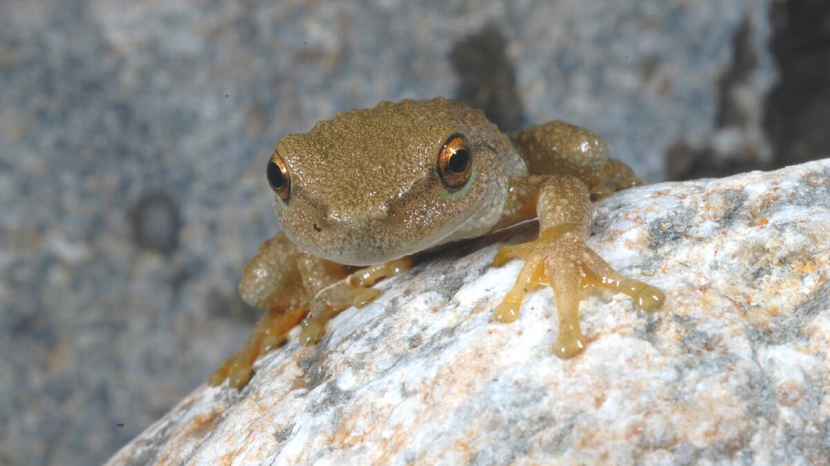 Spotted tree frog in Kosciuszko National Park. Picture: Office of Environment and Heritage