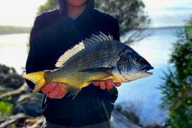 Bailey Parkes, aged 14, caught this bream as by-catch fishing the Dusky Challenge, 470mm tip (estimated 2.5kg) land-based catch.