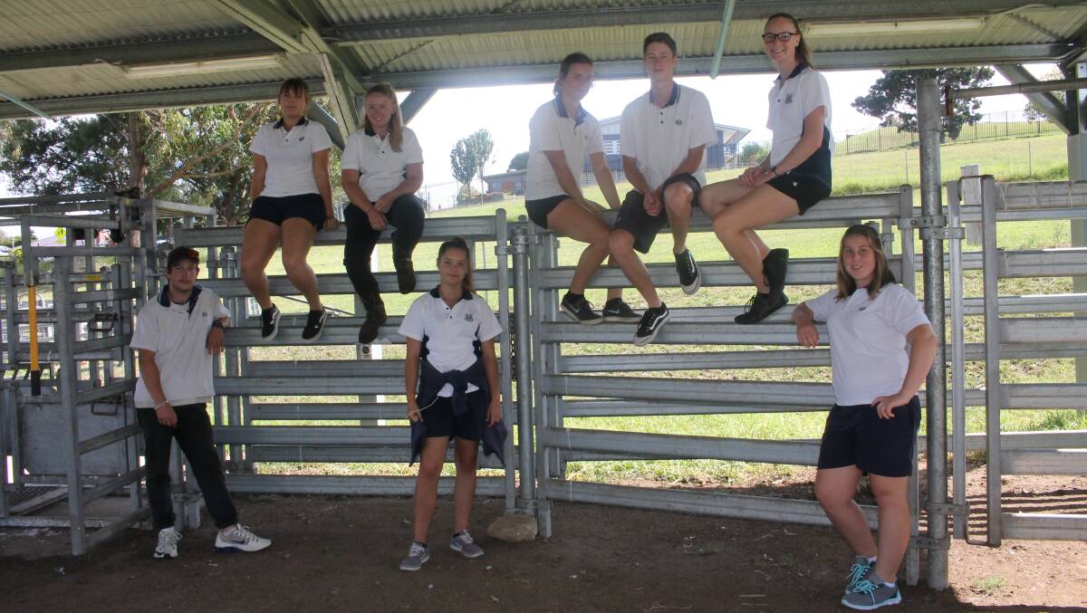Show stoppers: Year 12 students Jacob West, Rhiannon Whiteman, Renee Worthington, Ebony Beetson, Kelly Wheatley, Cooper Jennings, Renee Cooper and Kimberly Taylor in the bega High School cattle yard.