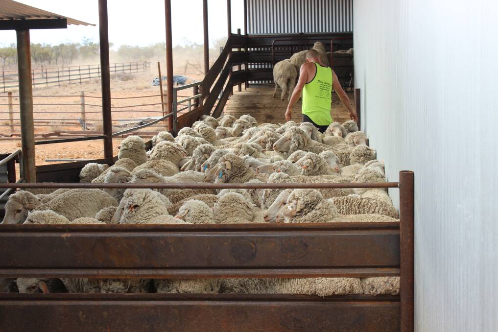 WOOL HIGH: According to the Rural Bank’s Australian Wool Annual Review Australian wool should continue to enjoy strong prices in 2018.