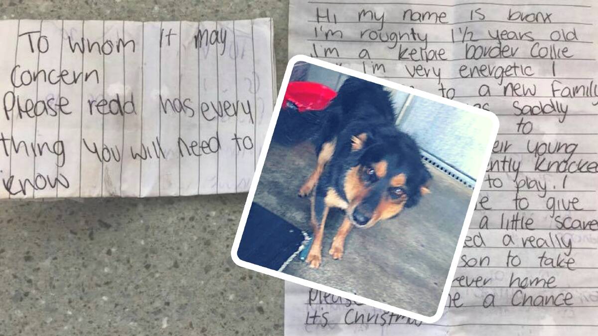 One-year-old Bronx left at Tamworth Regional Pound with just a note. Photo: Tamworth Regional Pound