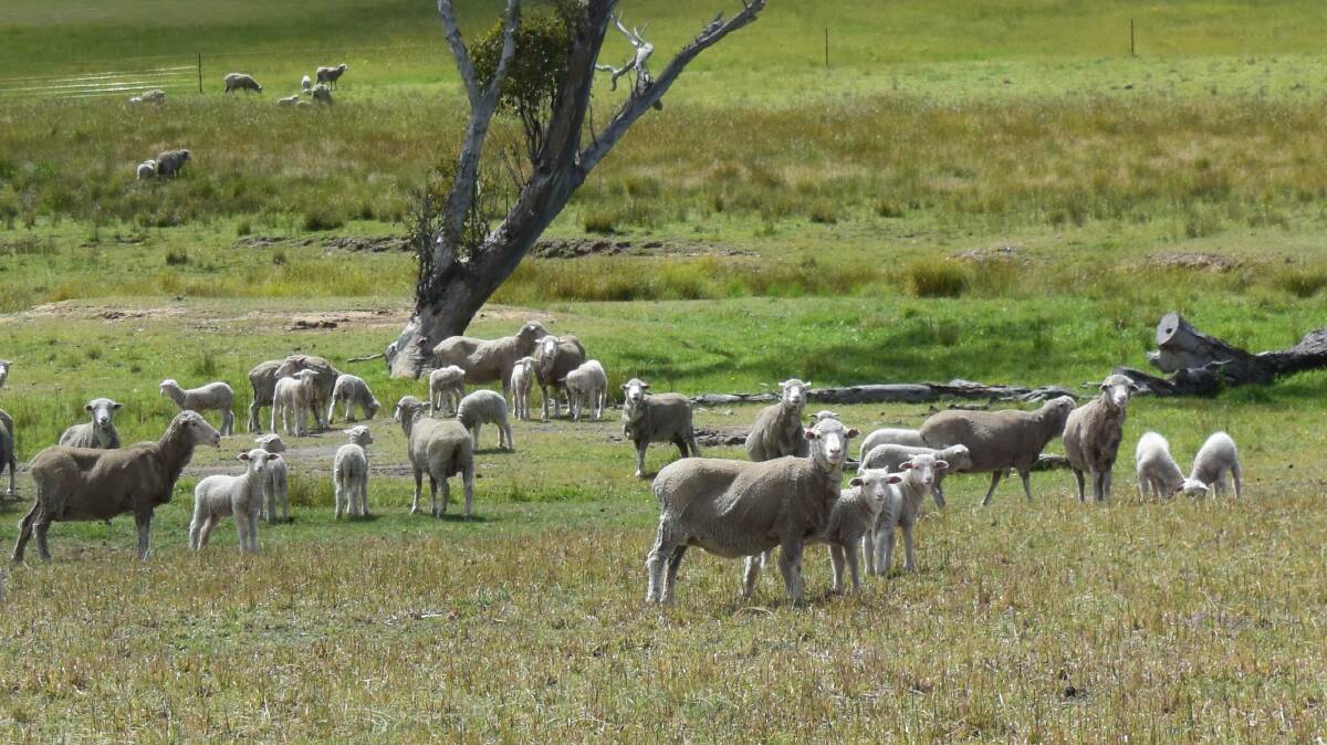 The Calvert family, Gara River via Armidale, cull their flock to reduce breech wrinkle and suceptibility to fly strike.