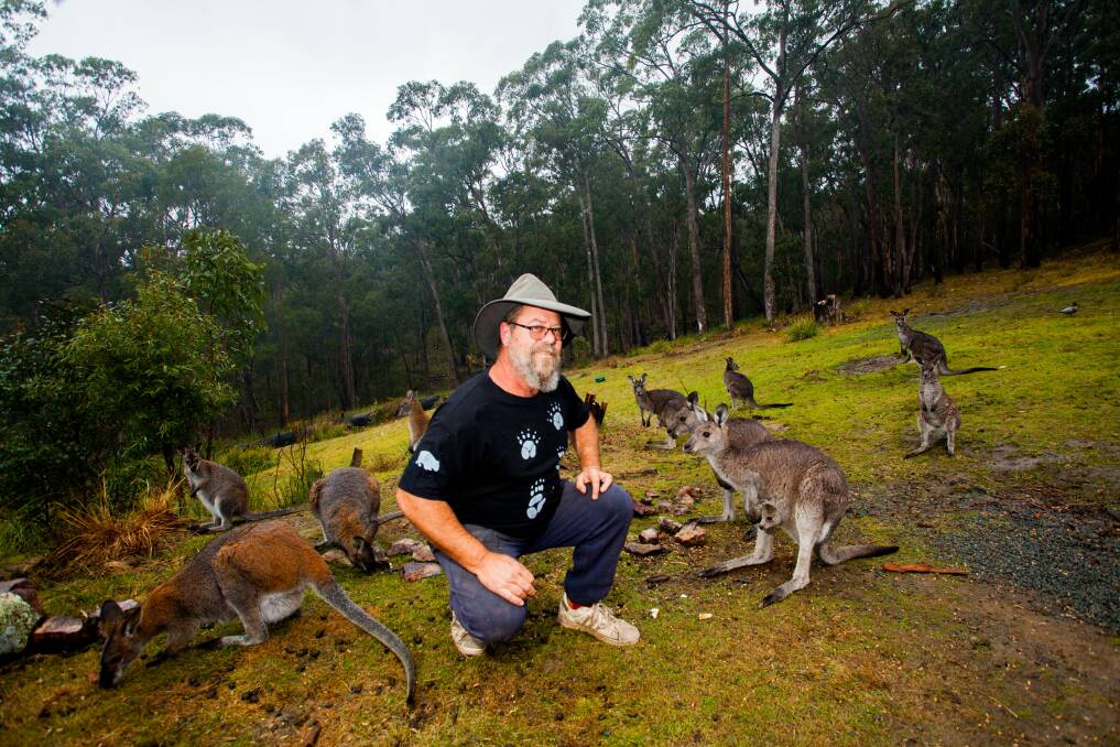Wildlife carer Dean Saxby on his property in Genoa surrounded by eastern grey kangaroos, Photo: Rachel Mounsey