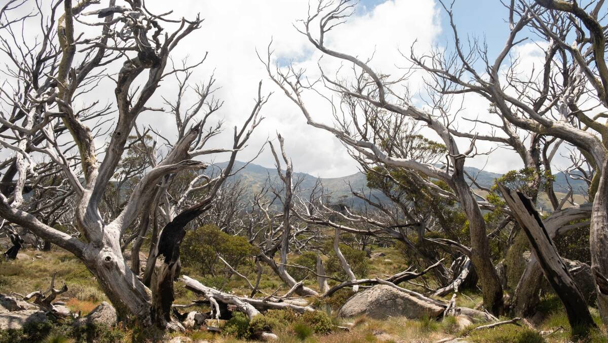Dead snow gums killed by fire in Kosciuszko National Park. Picture: Kate Matthews.