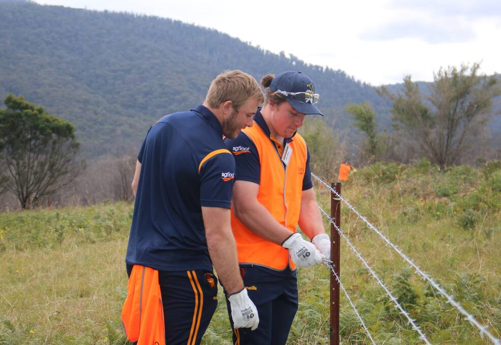 Getting it done: Brumbies players got stuck in to some refencing efforts as part of their visit on Wednesday. Picture: Brumbies media. 