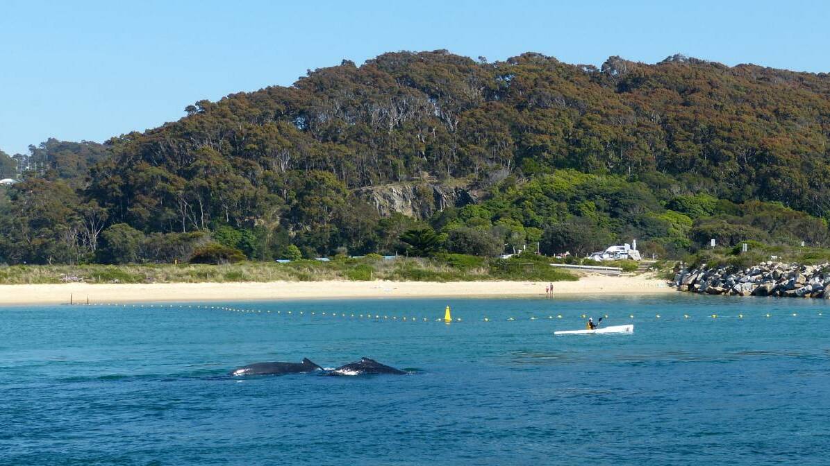 The last time humpbacks swam into Narooma inlet was back in October 2014 when three made it was far at the town wharf before turning around. 