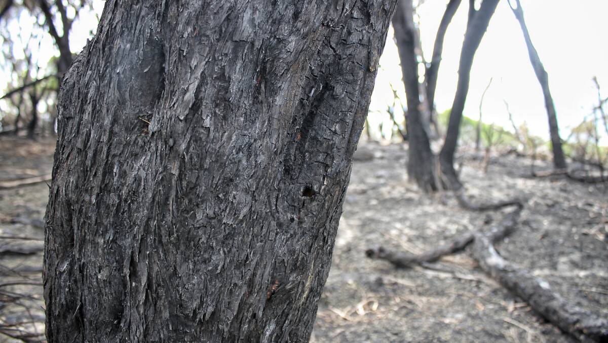 A tree near Kianinny Bay after the March 18 bushfire. Picture: Alasdair McDonald