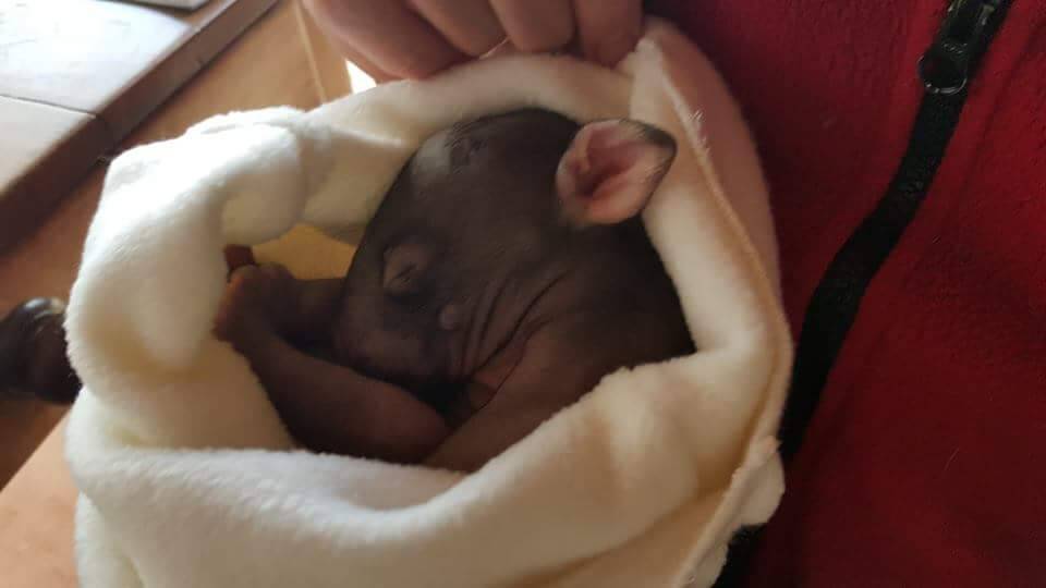 This wombat weighing 600 grams was rescued a year ago near Dalgety after its mother hit and killed. He is being cared for by a trained LAOKO volunteer and is now 14kgs and will be released when he is two years old.