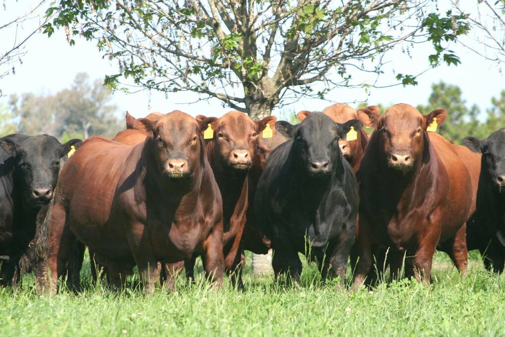 NO BULL: NSWDPI leading the development of a new genetics decision support tool to make it easier for livestock producers to choose the right bull