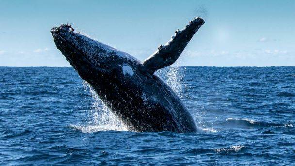 Eden Whale Festival on this weekend.
