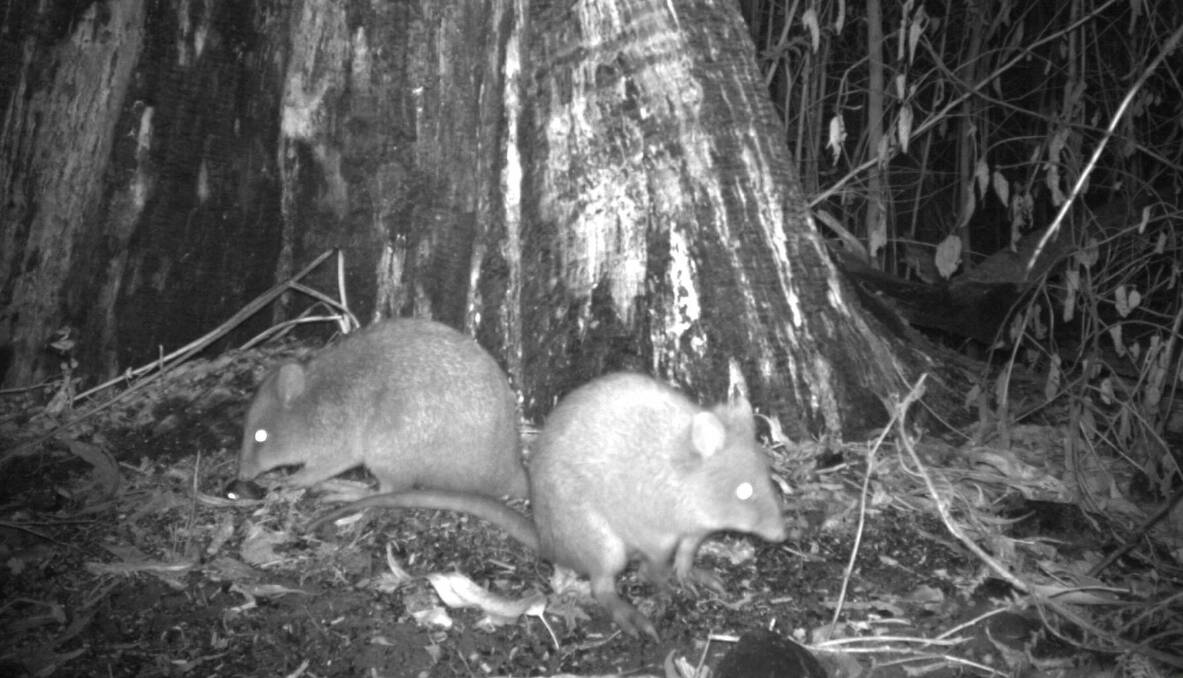 Long footed potoroos have been detected right across their known distribution in far East Gippsland.