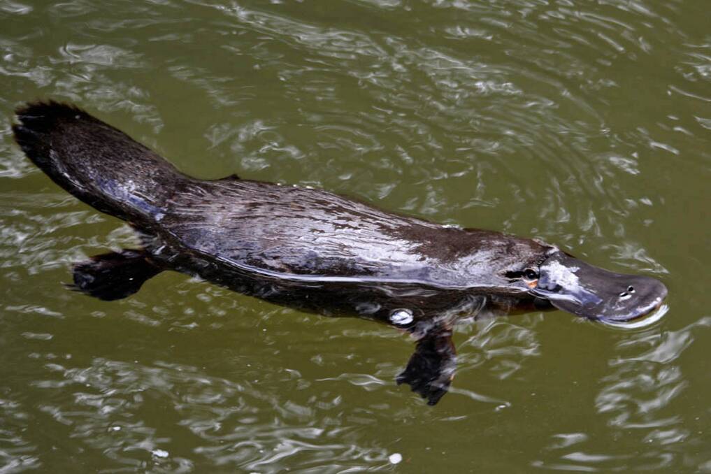 A new platypus viewing platform to be built in Bombala.